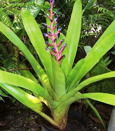 Aechmea Bromeliad, Urn Plant Blue Tango