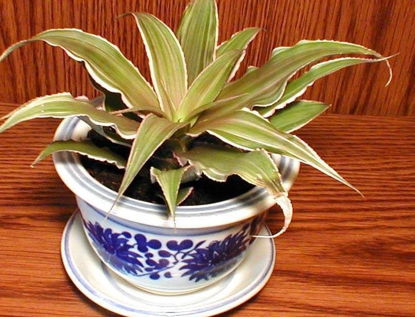 Cryptanthus Bromeliad, Earth Star Marian Oppenheimer