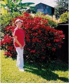Euphorbia, Poinsettia Autumn Red