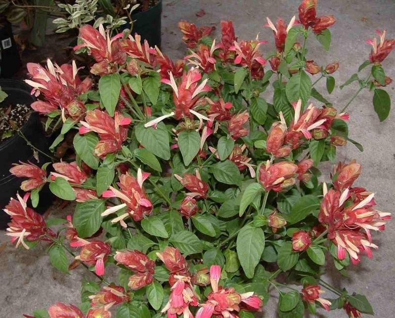 Justicia, Red Shrimp Plant Red Pinecone