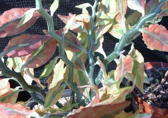Euphorbia Species, Jacobs Ladder