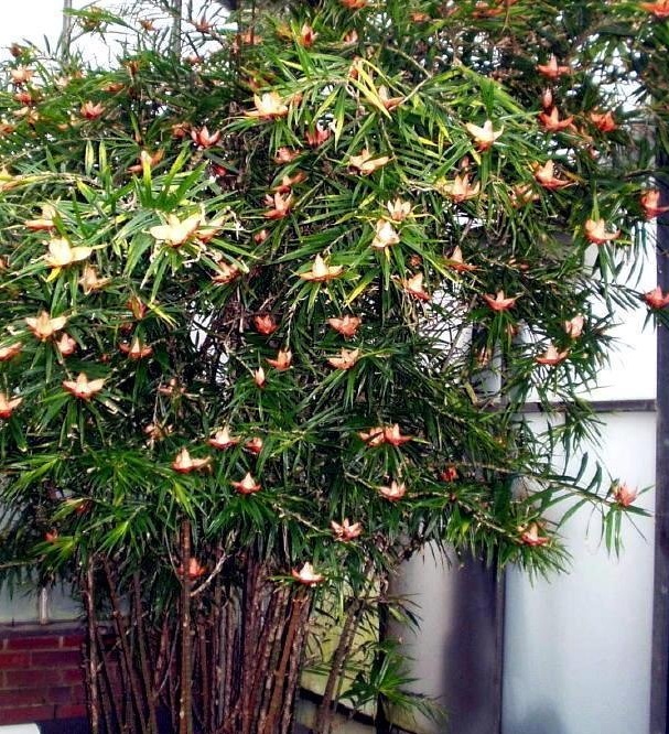 Freycinetia Species, Climbing Panda, Flowering Pandanus