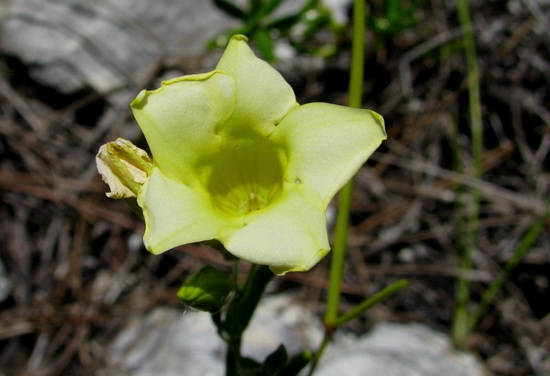 Pineland Allamanda, Pineland Golden Trumpet