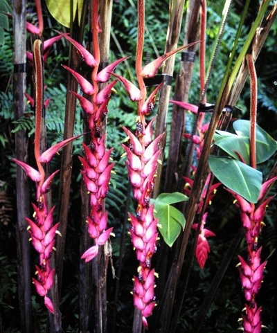 Heliconia Species, Ramonean Heliconia