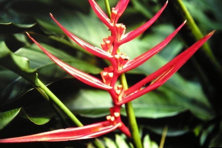 Heliconia Species, Christmas Heliconia