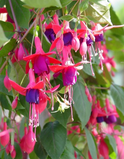 Fuchsia Angels Earrings Cascading