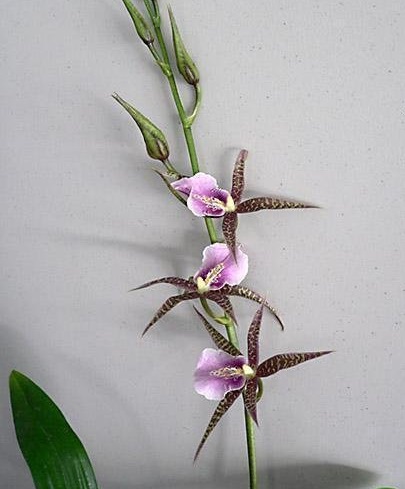 Orchid, Bratonia Charles M. Fitch Izumi