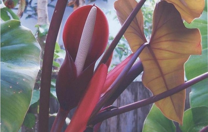 Philodendron Species, Blushing Philodendron, Red-Leaf Philodendron