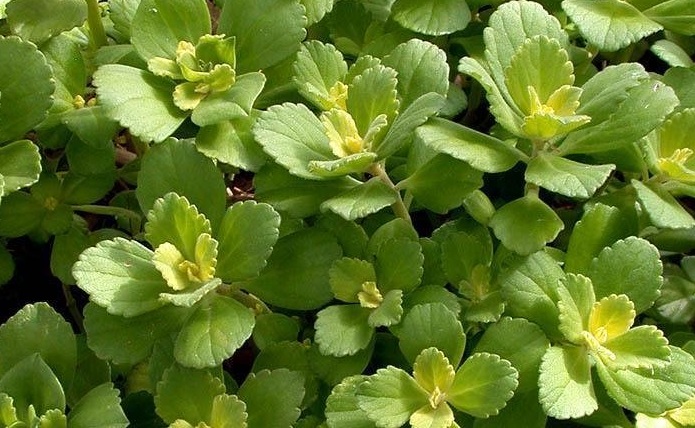 Plectranthus Lois Woodhull