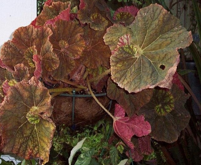 Begonia, Rhizomatous Begonia Cowardly Lion