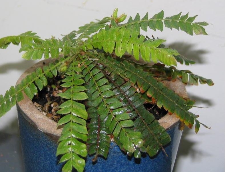 Sensitive Plant