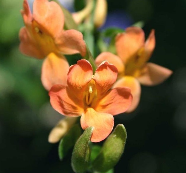 Thunbergia Species, Scarlet Thunbergia