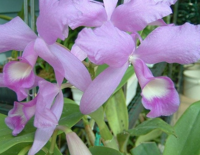 Species, Natural Hybrid Orchid, Guarianthe