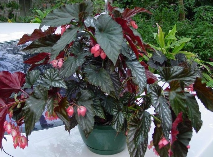 Begonia, Cane Begonia Down Home