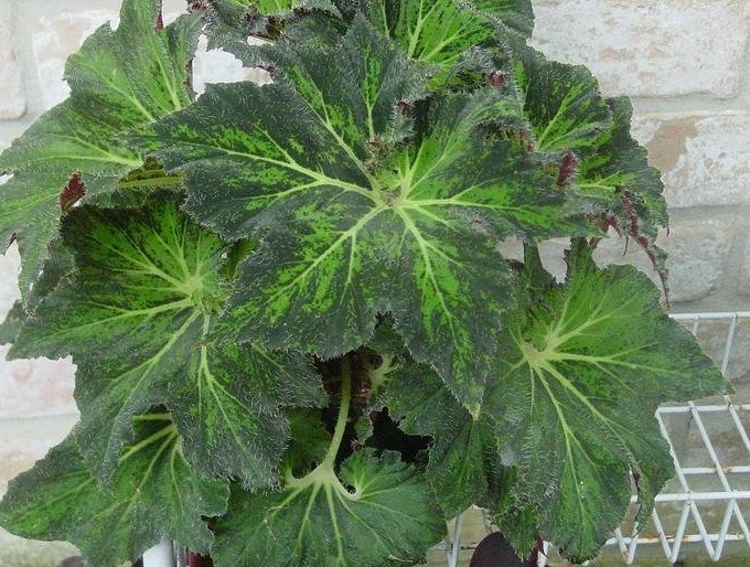 Begonia, Rhizomatous Begonia Palomar Prince