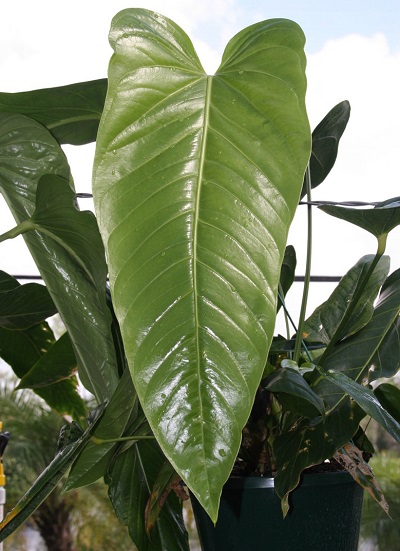 Anthurium Species