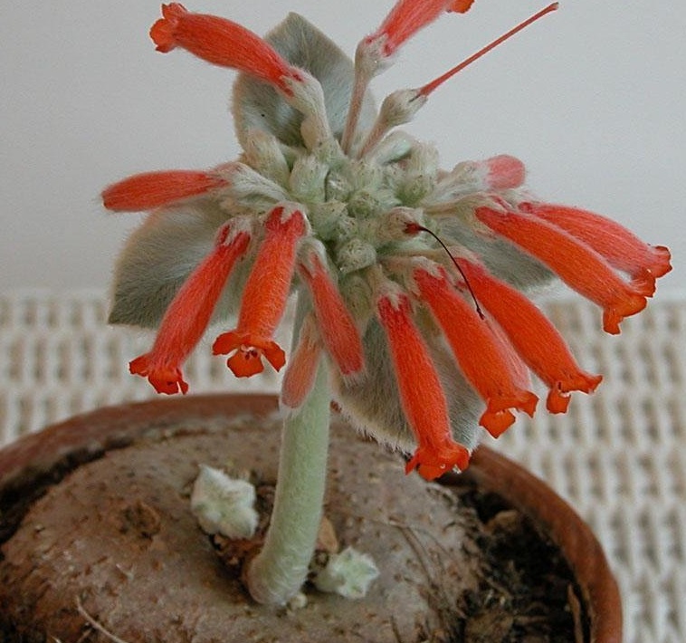 Sinningia Species, Brazilian Edelweiss