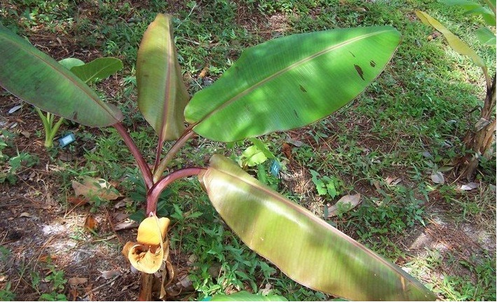 Musa, Banana Thousand Fingers