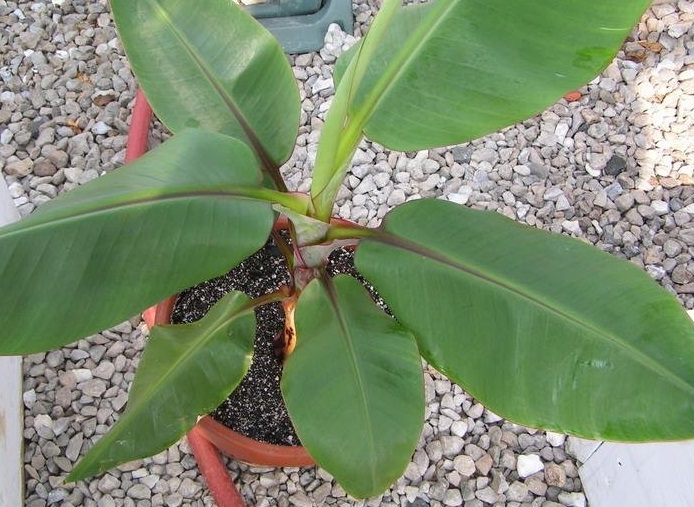 Musa, Dwarf Red Banana Dwarf Red