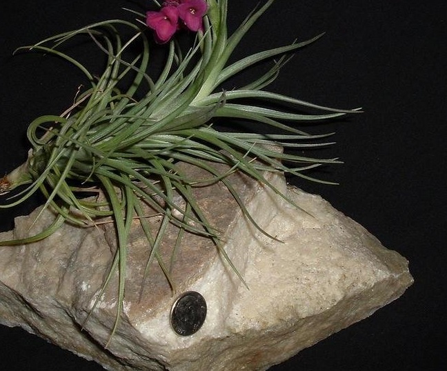 Tillandsia Bromeliad, Air Plant Mystic Albert