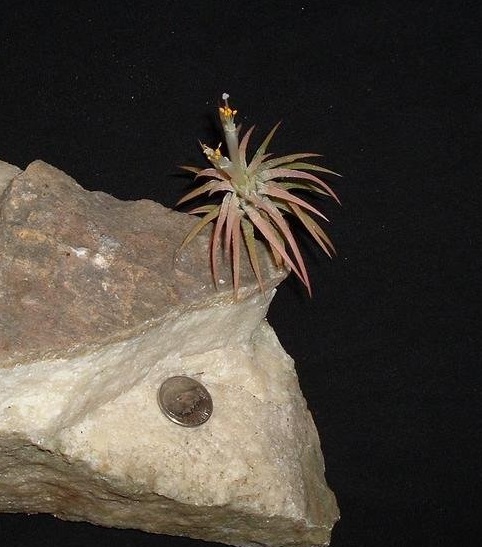 Tillandsia Bromeliad, Air Plant Druid