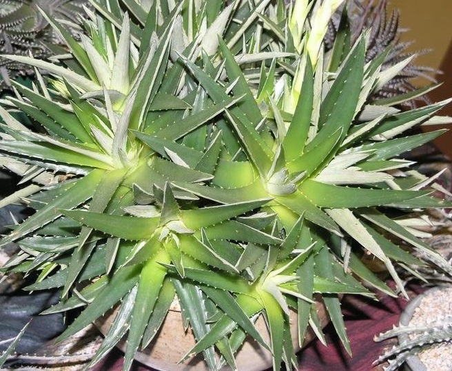 Dyckia Bromeliad, Pineapple Dyckia Golden Glow
