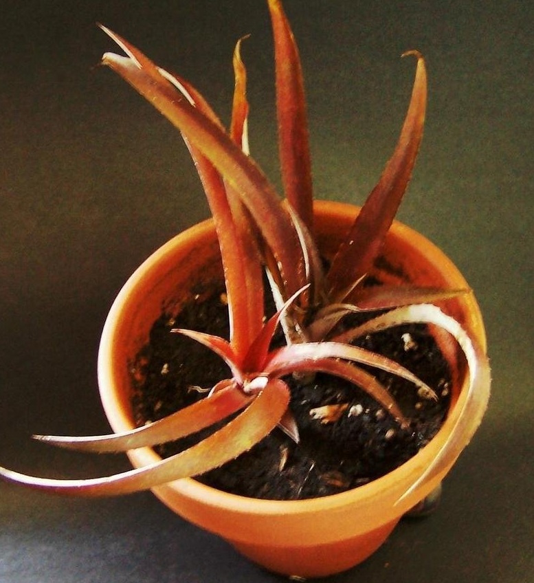 Cryptbergia Bromeliad Red Burst