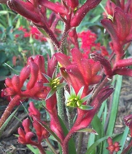 Anigozanthos, Kangaroo Paw Kanga Red