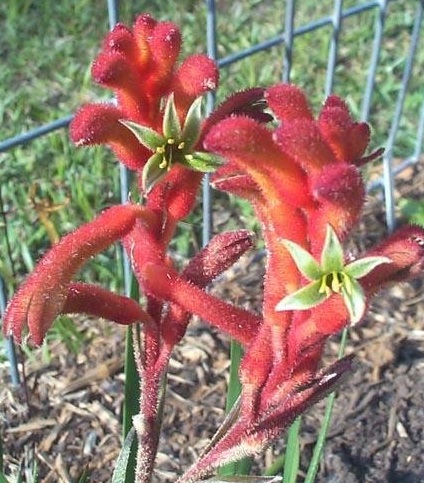 Anigozanthos, Kangaroo Paw Kanga Orange