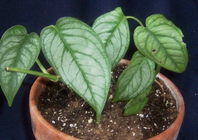 Philodendron Species, Silver Leaf Philodendron