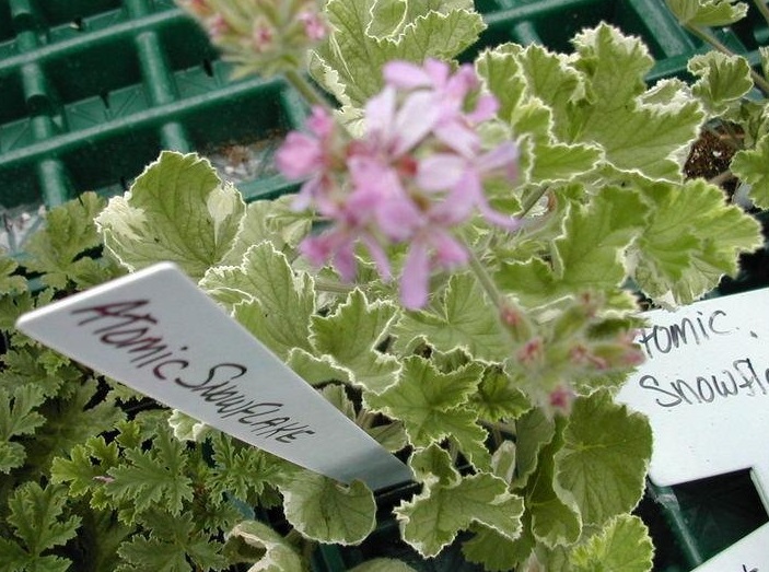 Scented Geranium Atomic Snowflake