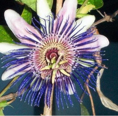 Passiflora, Passion Flower, Passion Vine Allardii