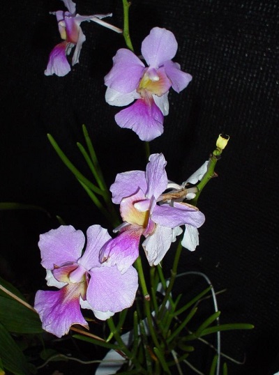 Orchid, Vanda Miss Joaquim