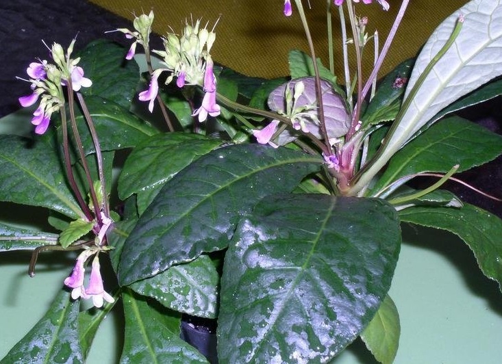Mexican Violet, Mexican Foxglove