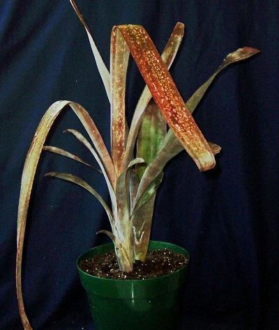 Billbergia Bromeliad, Queen’s-Tears Afterglow