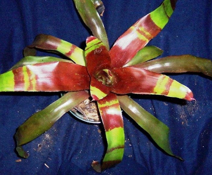 Neoregelia Bromeliad Red Band