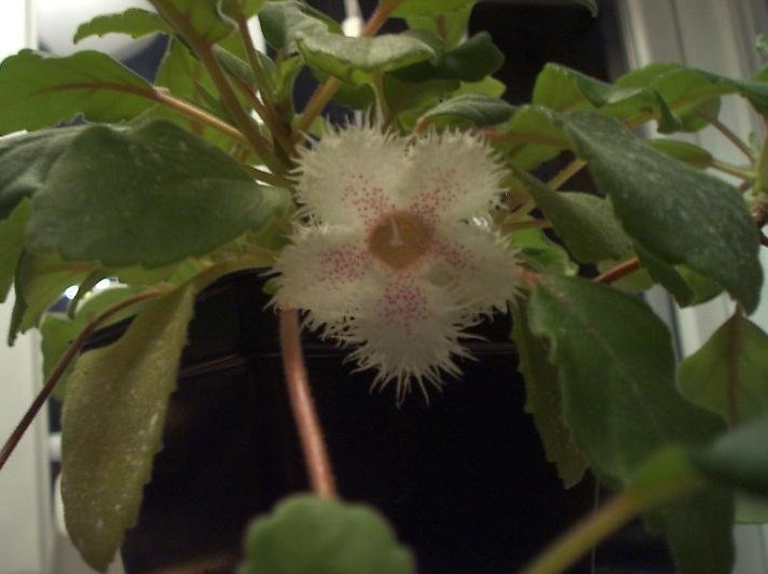 Alsobia, Lace Flower, Lace Flower Vine Cygnet