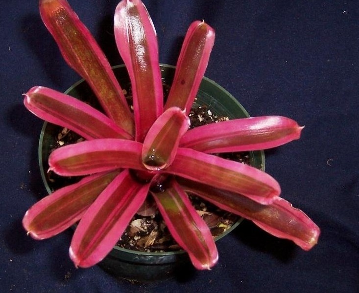 Neoregelia Bromeliad Donger
