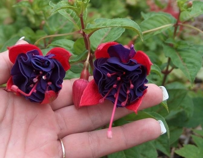 Hardy Fuchsia Double Otto