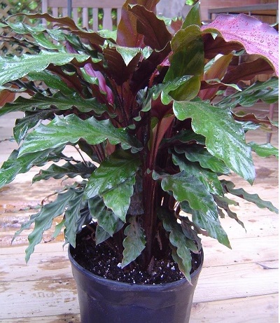 Goeppertia Species, Furry Feather Calathea, Velvet Calathea