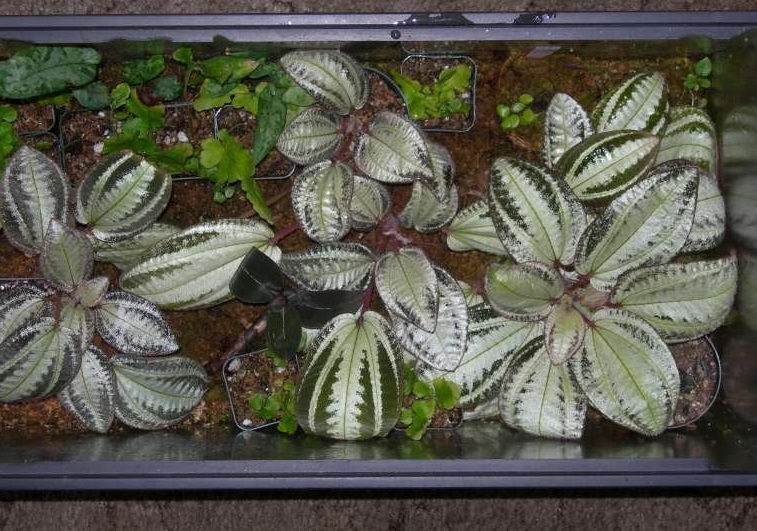 Jewel Plant