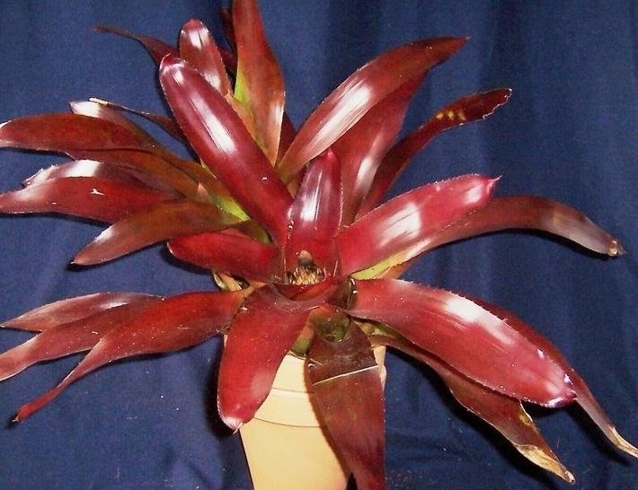 Bromeliad, Neoregelia Big Red