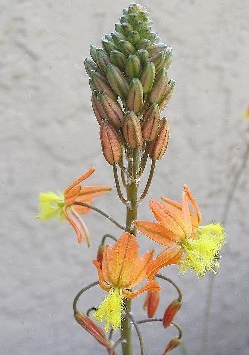 Bulbine Hallmark