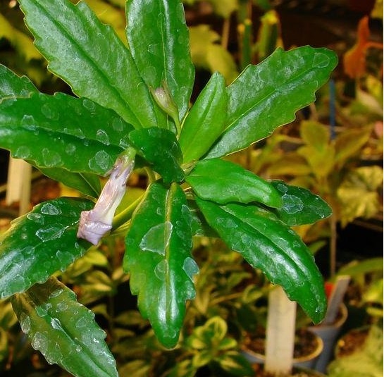 Lysionotus Species