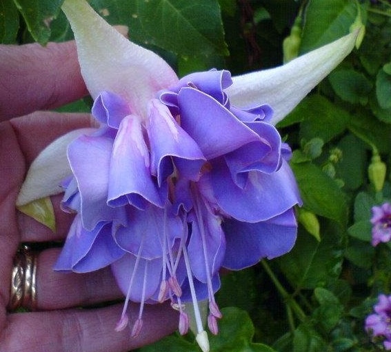 Fuchsia Quasar