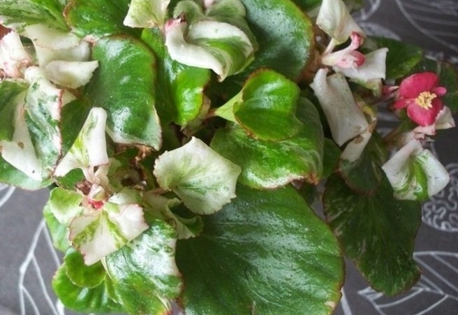 Begonia, Variegated Semperfloren Begonia Calla Lily