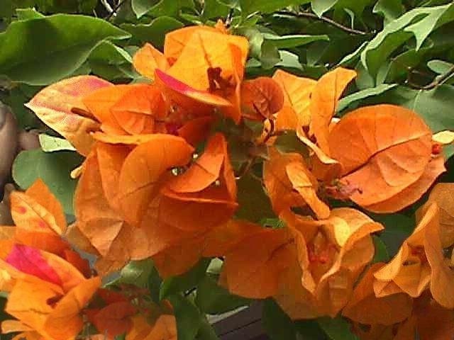 Bougainvillea California Gold