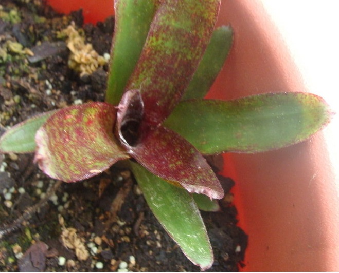 Neoregelia Bromeliad Red Waif