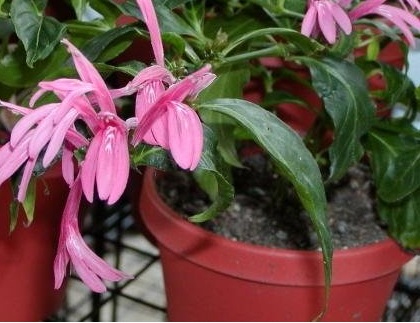 Justicia, Brazilian Shrimp Plant, Dianthera Brazil