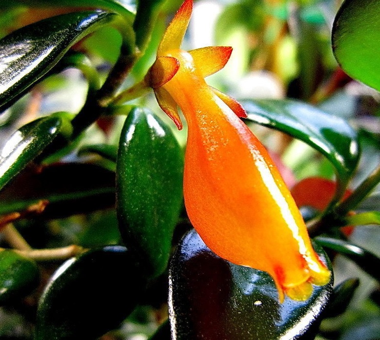 Goldfish Plant Black Gold